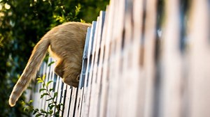 Cómo evitar que tu gato se escape del jardín - Zona gatos