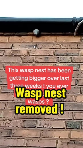 Removing Wasp Nest from House Gutter with 3 Canes