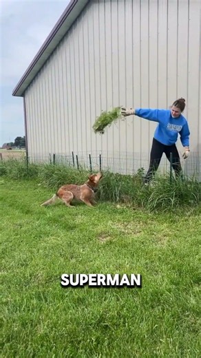 Nunca Viste un Perro Saltar Así #perros #viral #increíble