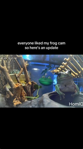can you spot dumpling 🤭 #tiktokshopjumpstartsale #frog#petcam | frog