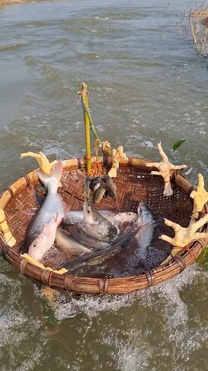 729K views · 3.5K reactions | Unbelievable technique bamboo basket trap fishing video #fish #fishing #trap | Fisherman Animal Lover-Original | Facebook