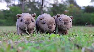 Introducing Grace the baby wombat to the world ❤️ Video: Tim Faulkner & The Australian Reptile Park | Australia.com
