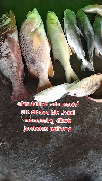 Alhmdullilah rezeki di bulan puasa ..xpayah nk beli ikan dah UTK seminggu.. #Arenarockkapakfm #layansantai #bawahjambatanpenang #strike #talang #jenahak #mj #senangin #duri