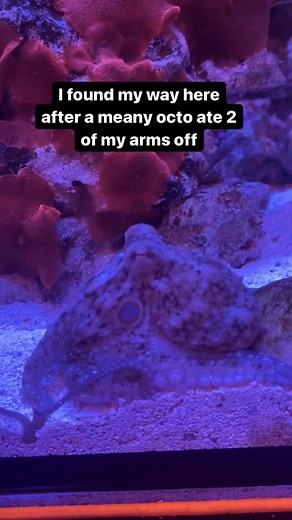 Octopus have tons of general stem cells at the ready to rebuild whatever body part they need. Only octos and 1-2 more things can do this. #octopus #damiantheocto #byrdtheocto #thereefdoc #marineaquarist #marinebiology | The Reef Doc