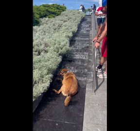 Dog Lays Down in VMFA Waterfall Fountain