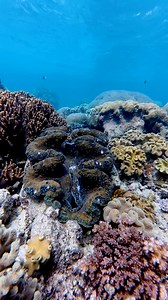 828K views · 12K reactions | Forget the sea monster stories, Giant...