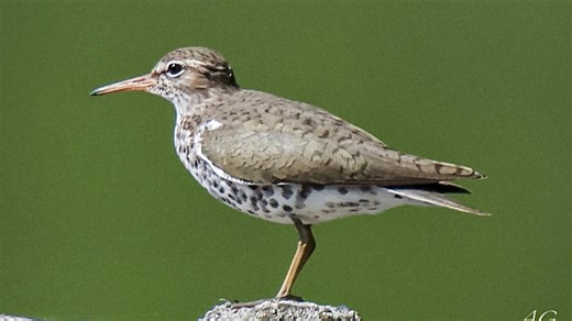 The spotted sandpiper: Known for its beach moves: