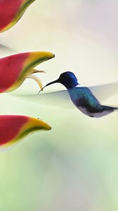 Ruby-throated hummingbirds are usually about 3 inches (7.6 centimeters) long, meaning they can fly a mind-boggling 29 million times the length of their body in one go. Relative to human body size, that'd be like Superman leaping into the air and taking one-and-a-half trips around the globe before landing, traveling 33,000 miles (53,000 kilometers). Learn more: https://animals.howstuffworks.com/birds/guess-how-far-a-hummingbird-can-fly-stopping-nope-its-farther.htm?utm_source=facebook | Howstuffw