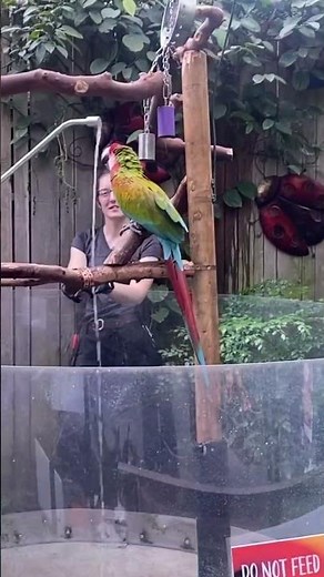 The Green Wing Macaw
