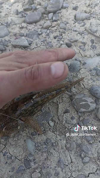 Azin_QurbanoV (@_azin_qurbanov_)’s videos with orijinal ses - Azin_QurbanoV