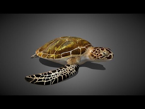 Realistic Sea Turtle 3D Model | + Free Demo