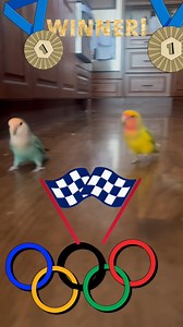 159 reactions · 4 comments | TGF alumni, the lovebirds Mango and Tangie, training in the birdy Olympics 列藍 — currently dominating the synchronized zoomies event! We’re very impressed to have had such talented athletes in our midst. 磊 | The Gabriel Foundation | Facebook