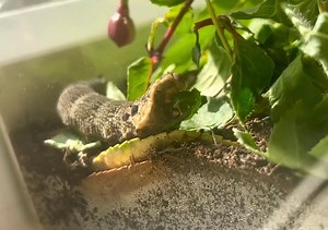 The hungry hungry caterpillar Fuschia leaves for breakfast #elephanthawkmoth | The Mouse family that live by the brambles