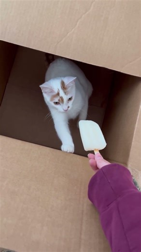 First time seeing a popsicle #cat #kitten #box ￼