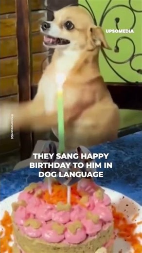 They sang Happy Birthday in dog language | The Kiwi #shorts