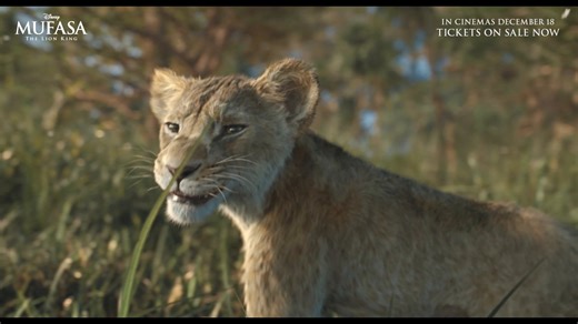 47K views · 1.1K reactions | Go back to where their story first began. 女 Follow Mufasa and Taka’s adventures in Disney’s #MufasaPH: The Lion King, in cinemas December 18. Learn more: https://disney.asia/8ftJdH. | Walt Disney Studios | Facebook