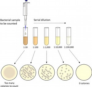What is dilution test in microbiology? [2025] | QAQooking.wiki