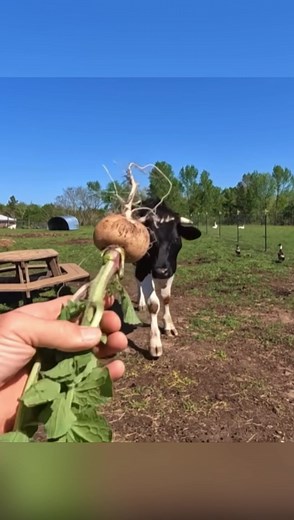 MooMan the steer vs a radish!! #moo #steer #petcow #petsteer #cow #farm #coghillfarm | Cog Hill Farm