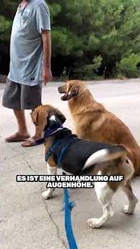 Beagle 🐶 – Cute. But work.