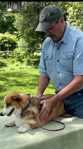 21K views · 238 reactions | Canine Bodywork Tip: Sometimes, if we...