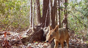 The water tree of Fundación Monkey Park | El árbol de agua de Fundación Monkey Park | Guanacaste Wildlife Monitoring
