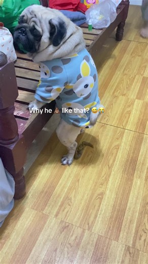 Pug's Hilarious Bathroom Behavior