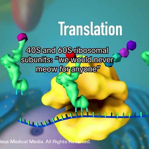 mRNA Translation with Ribosomes Edit