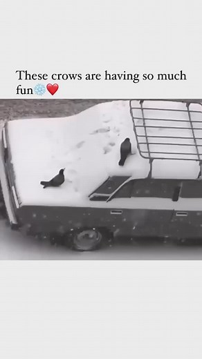 2.9K views · 107 reactions | Birb Memes on Reels | Facebook