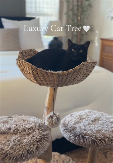 If you love aesthetic furniture and your cat here’s the perfect cat tree. It’s literally so beautiful and my cats love it. #luxurycat #homeaesthetic #catmomlife #cattree #catfurniture