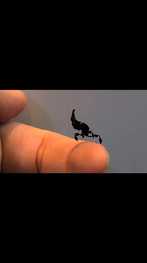 We have some dancing Ghost mantis (males and females) available, such an interesting species and very easy to keep. Pop in-store for more information. *Excuse the shaking video my hand was dancing too 🤣 | Riverside Aquaria