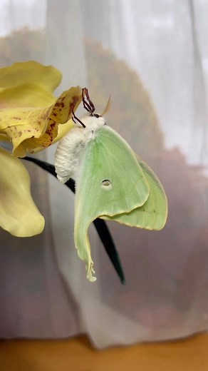 EarthPix 🌎 Travel on Instagram: "@talalovesyou How beautiful! 🦋 The Luna moth (Actias luna), also known as the American moon moth, is a Nearctic moth belonging to the family Saturniidae, subfamily Saturniinae, also known as the giant silk moths. It possesses lime-green wings and a white body. It has a wingspan of approximately 114 mm (4.5 in) on average, but it can exceed 178 mm (7.0 in), making it one of the largest moths in North America. 🎥 @talalovesyou 🎶September- Crxaw"