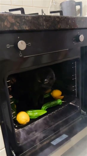 Is it over cooked? 😱 #catvideos #funny #fyp #colormixing #komik #kedi