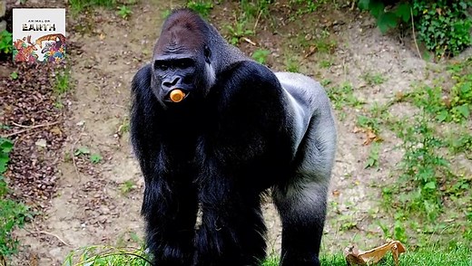 Primates and Their Life