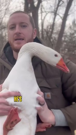 Intro-GOOSE-ing... Gary Goosey, the not-so-friendly fowl that will NOT be my pal.