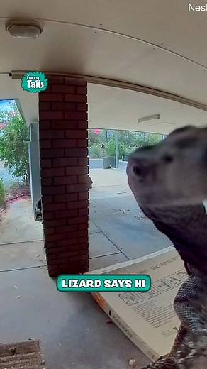 Little Lizard Triggers Doorbell Camera | Furry Tails
