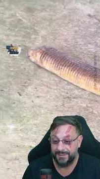Cobra no Mato Grosso? Não é uma cobra, é uma anfisbena #biologohenrique #animais #bichoesperto