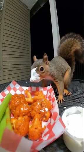 “Squirrel Food Attack” 🐿️🔥😱