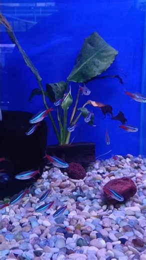 Cardinal Tetra fish#aquarium#fish#fishlover#fishtank#youtube#support#beautifulfish#cardinaltetra