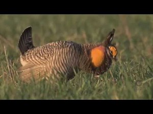The Return of the Prairie Chicken, Kellerton Grasslands, Iowa