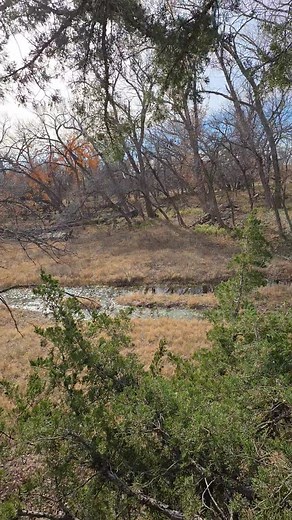 2.3K views · 40 reactions | Do you hunt cedar trees? They are like...