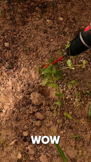 276K views · 779 reactions | Genius Gardening Ideas in One Video | 5-Minute Crafts | Facebook