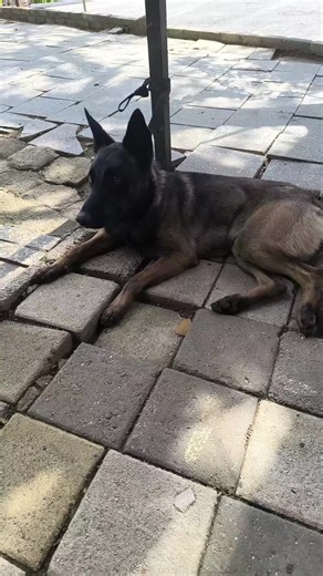 JESÚS. H.C.😜😜 (@jesus_hc6) - 🐶😍