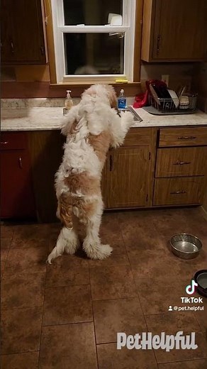 Good boy does the dishes!