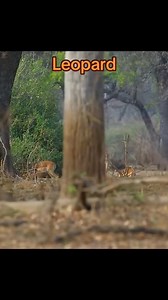 Animals Part 2 | Wildlife Life Two