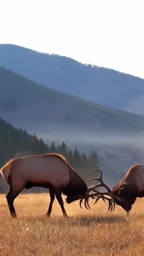 Epic Elk Fight During the Montana Rut – Bulls Clash in the Wild Witness an intense bull elk fight in Montana during peak rut season. These massive elk lock antlers in a dramatic showdown as they compete for dominance and breeding rights in the wild. Filmed in the rugged landscapes of Montana, this raw wildlife footage captures the power, aggression, and natural behavior of elk during the rut. Bull elk fights are one of the most incredible spectacles in North American wildlife, and this battle sh