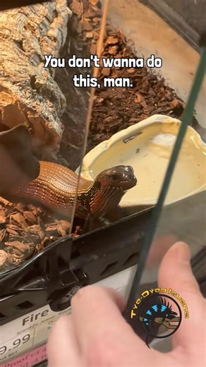 Pet Fire Skink Gets Way Too Excited About Food! 😂 #lizard #funny #hungry #feed #pets