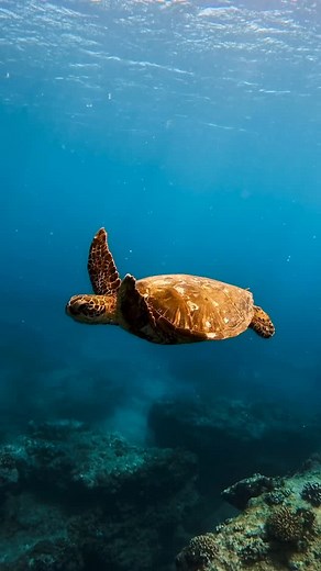 How do you find the BEST turtle snorkeling on Maui??? Well… we just so happen to know all the best turtle spots!🐢 🩵 Many of our locations including Turtle Arches is an amazing location to get to see and snorkel with these turtles! 🐢 You might just get lucky enough so ones just like in this video 😍 🐢 🤿 snorkel cruise 🚢 ⛵️ PacWhale Eco-Adventures 📍@mauivisit 🗺️ @gohawaii #mauiturtles #turtles #snorkelmaui #mauihawaii #snorkeltour | PacWhale Eco-Adventures