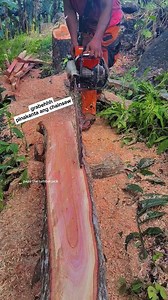 ginanun lang ohh #stihlchainsaw #mahogany #woodworking | Papz the Lumberjack