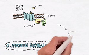 G Protein Signaling - Handwritten Cell & Molecular Biology