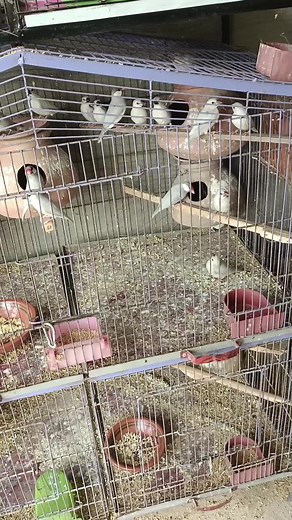 Java Chicks Available 📞🕊️. #chaudharybilalavairy #chaudharybilal #birdslove #hobby #aviculturist #java #sparrow #fawn #fypシ #shoq #cba